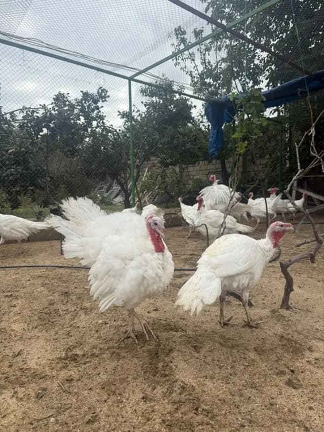 Hinduşka