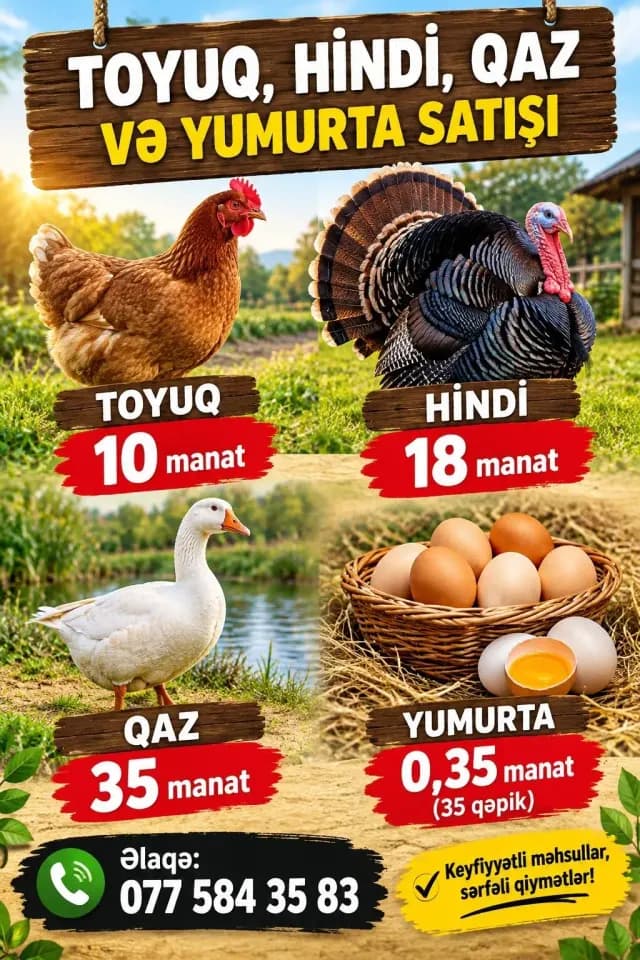 Toyuqlar