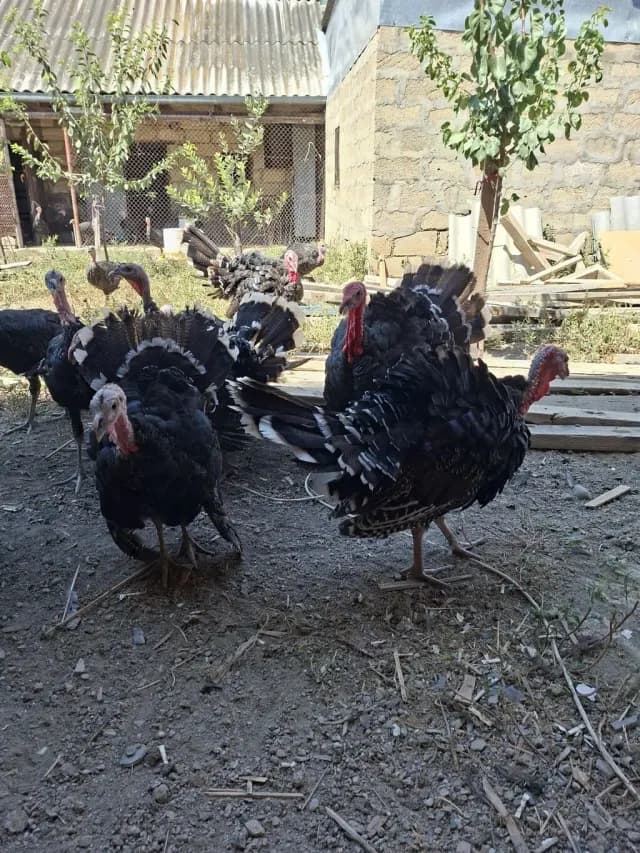 Hinduşka