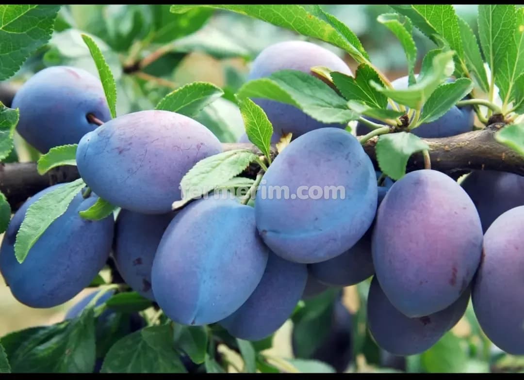 Gilas tingi — photo 3