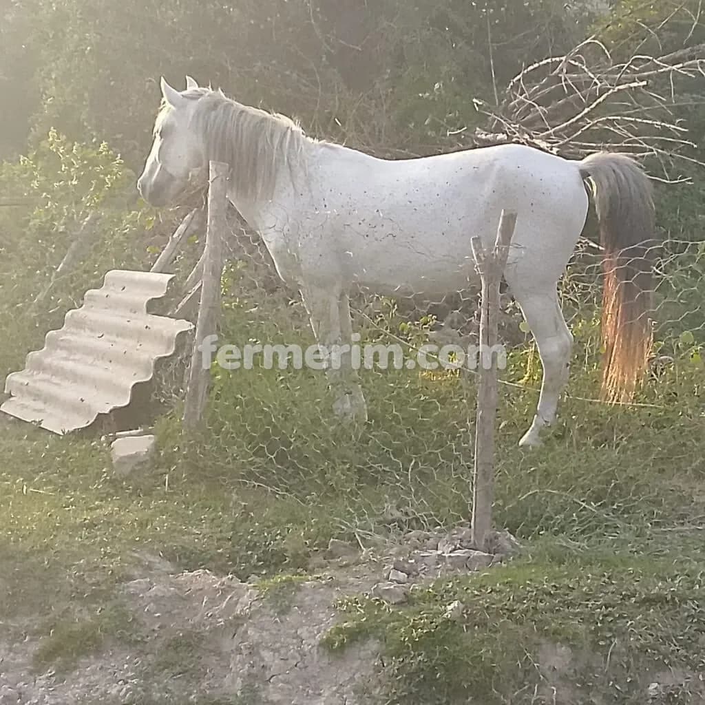 At — şəkil 1