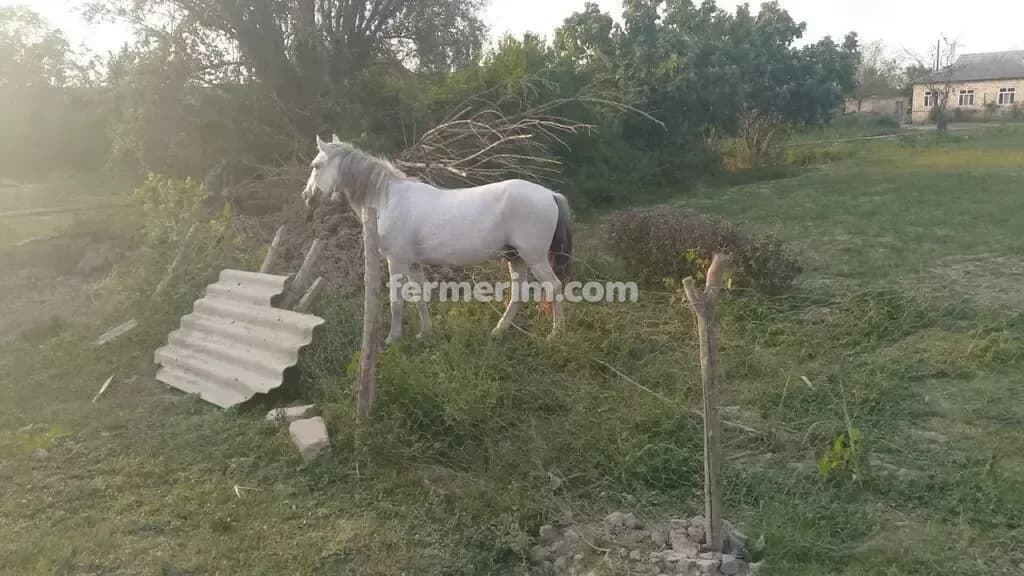 At — şəkil 2