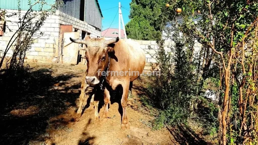 İnək — photo 2