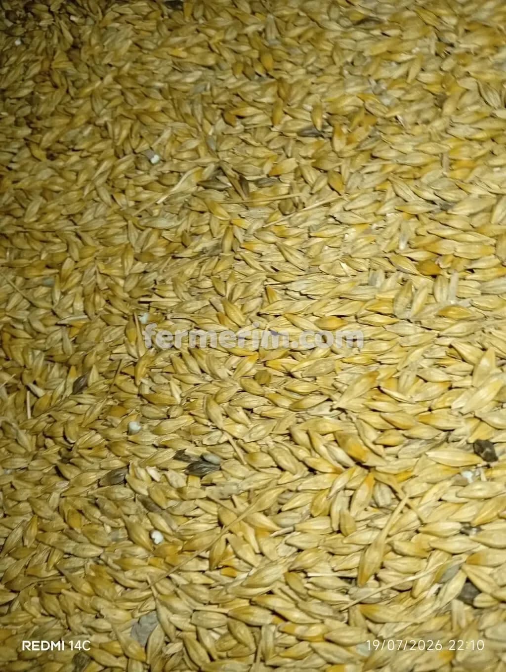 Arpa — şəkil 1