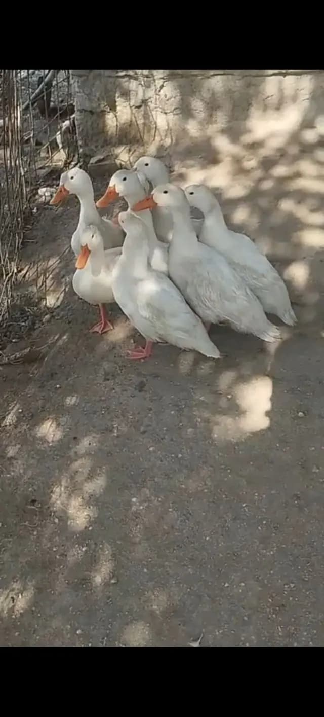 Ördək