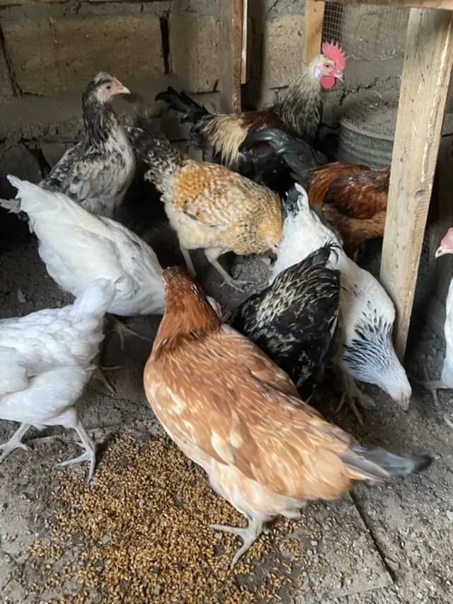 Çolpalar