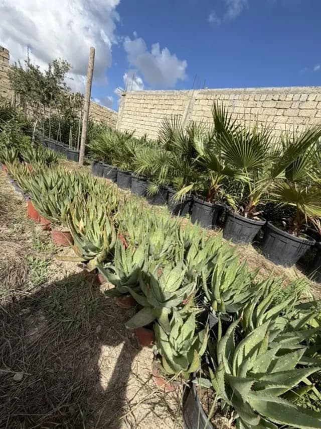 Aloe vera