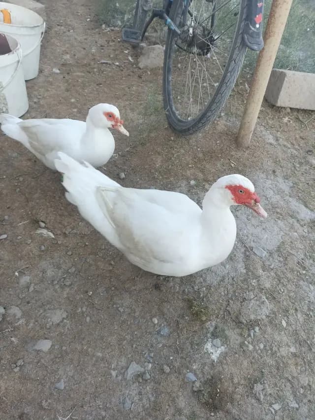 Ördək