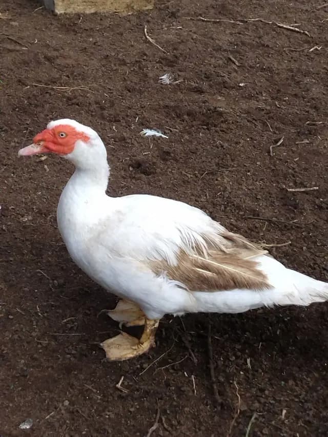 Ördək