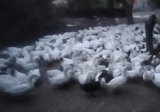 Ördək