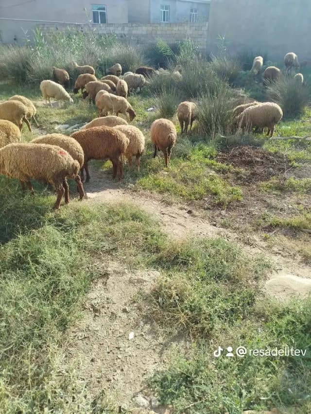 Quzular