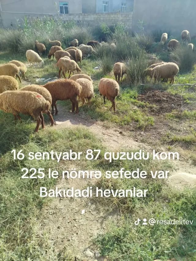 Quzular