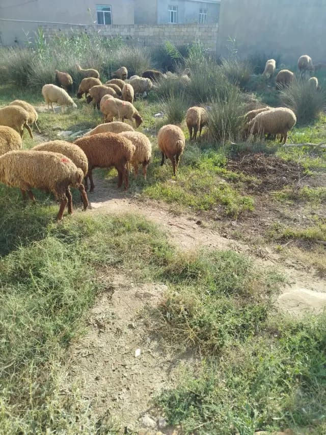 Qoyunlar