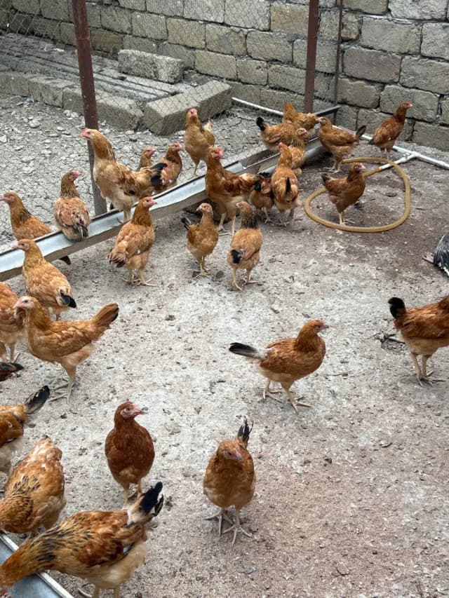Çolpa