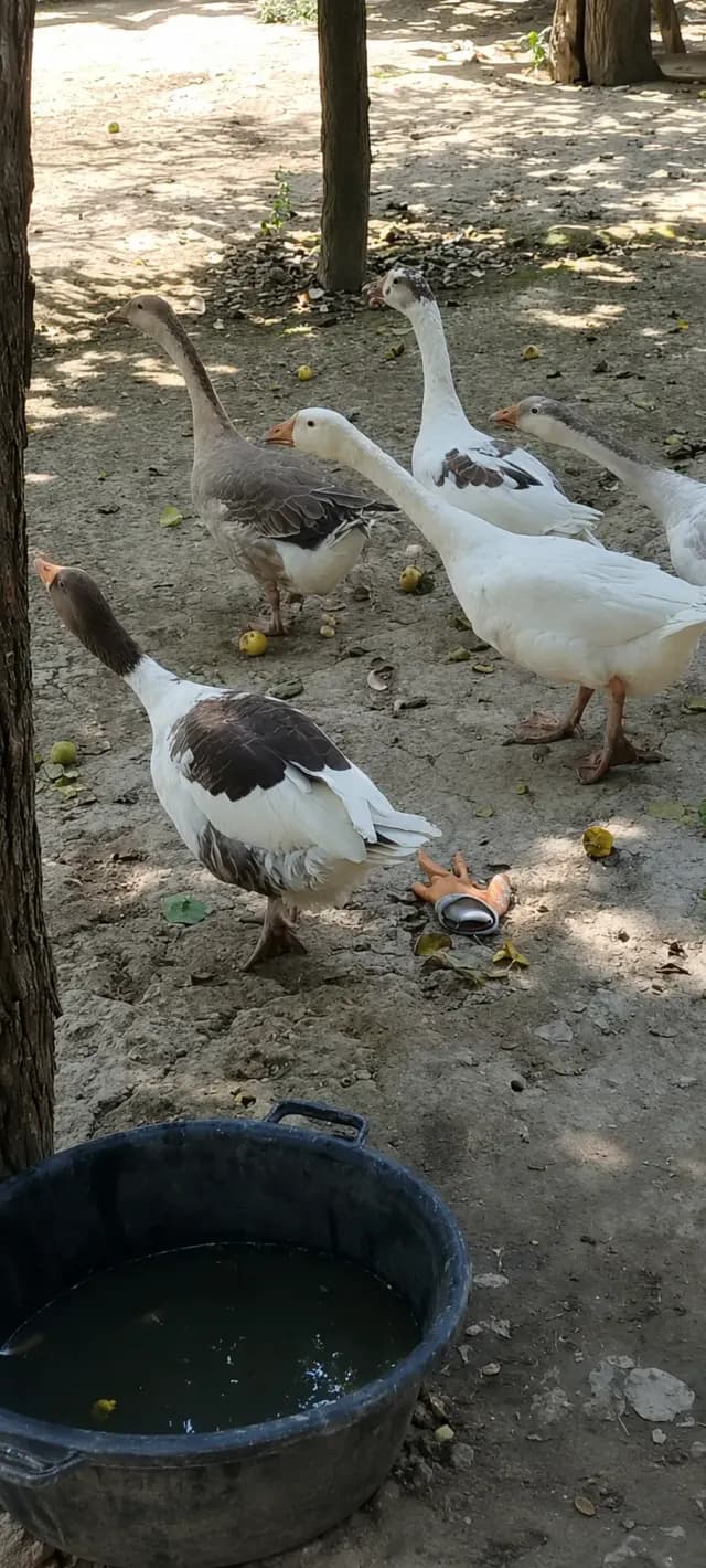 Qaz