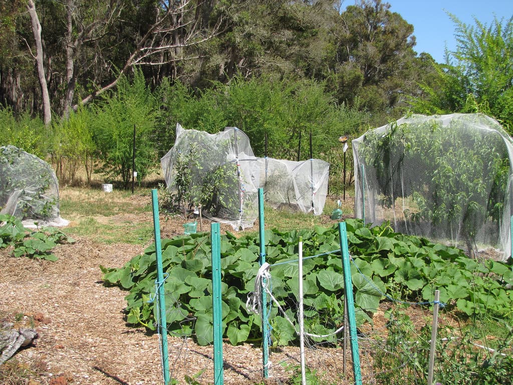 Armud və gavalı tingi, Xaçmaz Agro — Vilyams, Abbat, Stenli