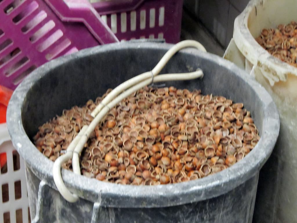 Fındıq ləpəsi (kalibrlənmiş)