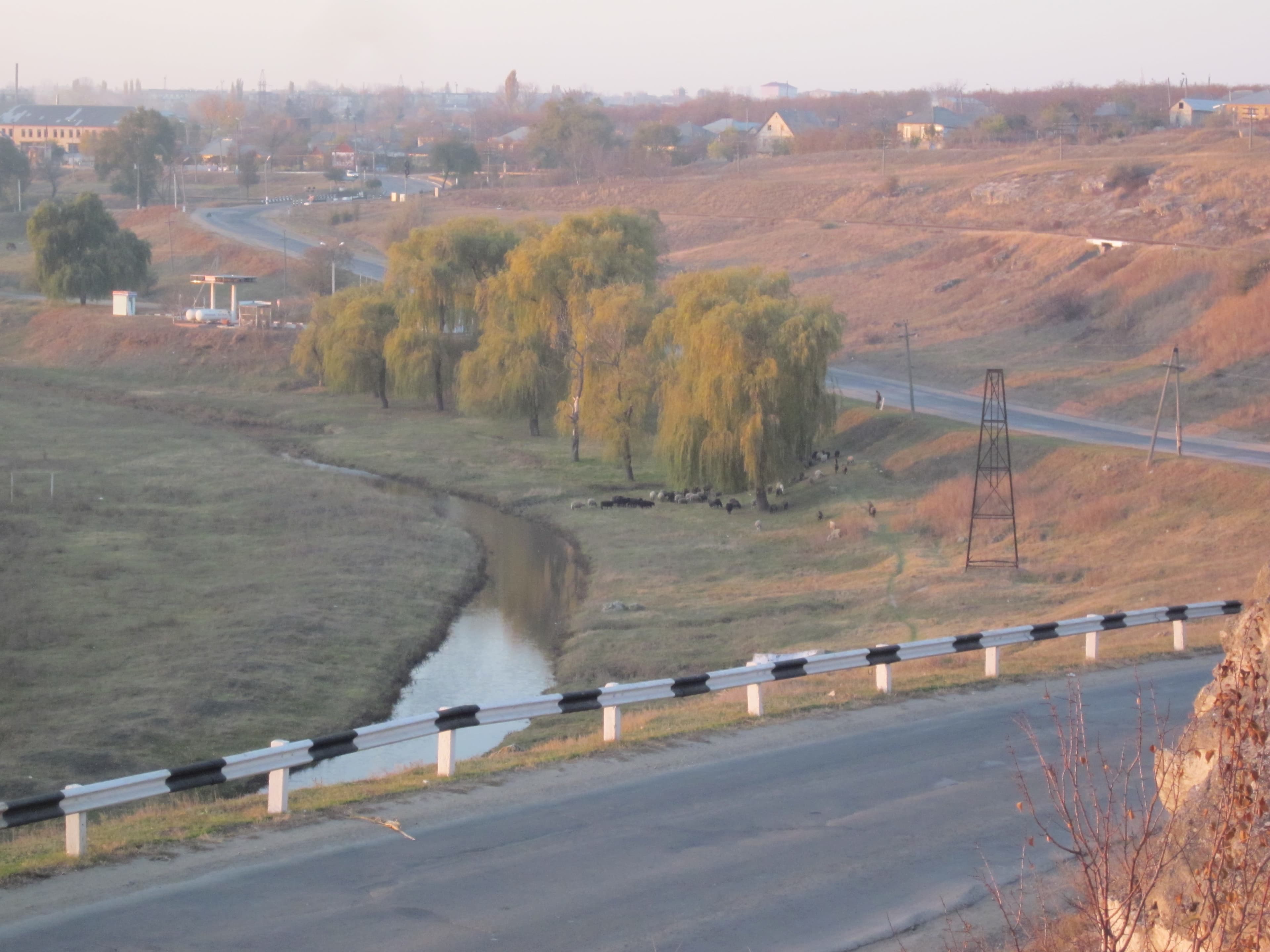Qarabağ qoyunu, diri çəki ilə — İmişli
