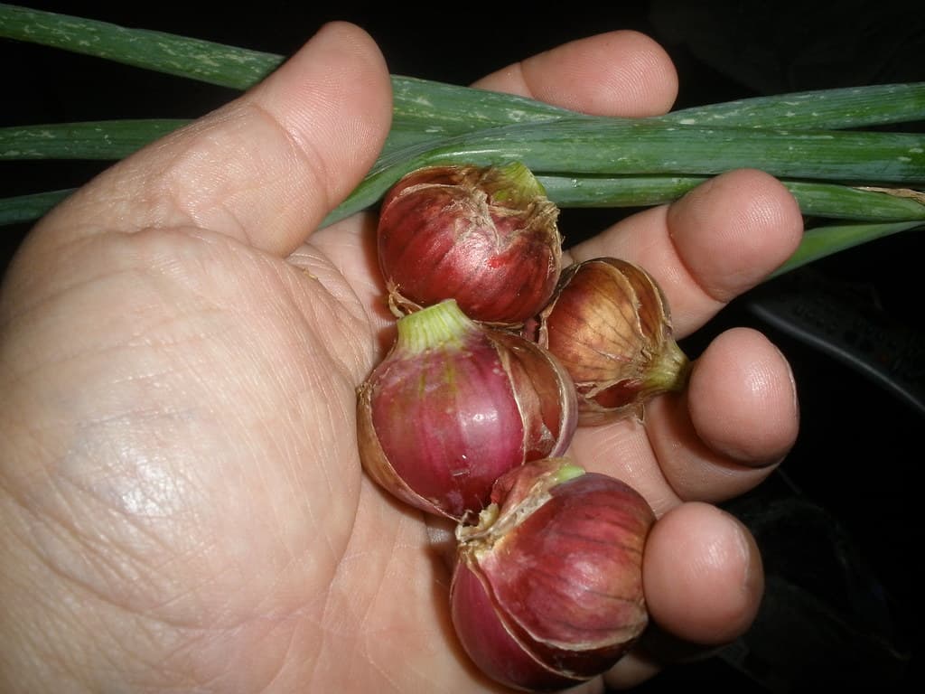 Soğan, sarı