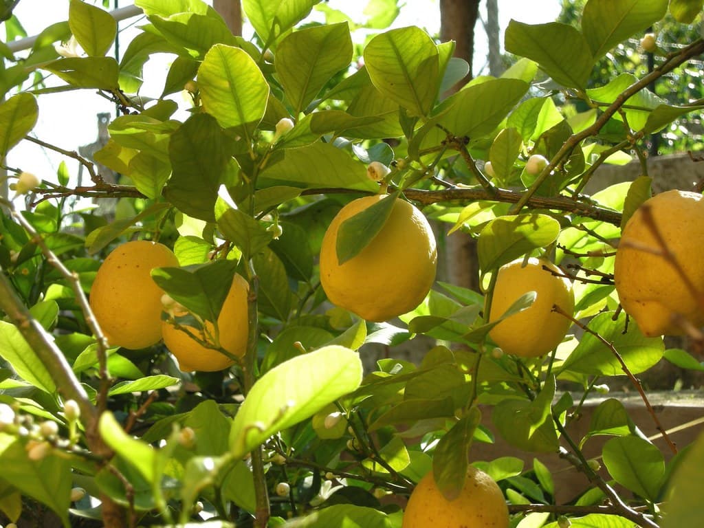 Meyer limonu, Lənkəran — nazik qabıq, şirəli