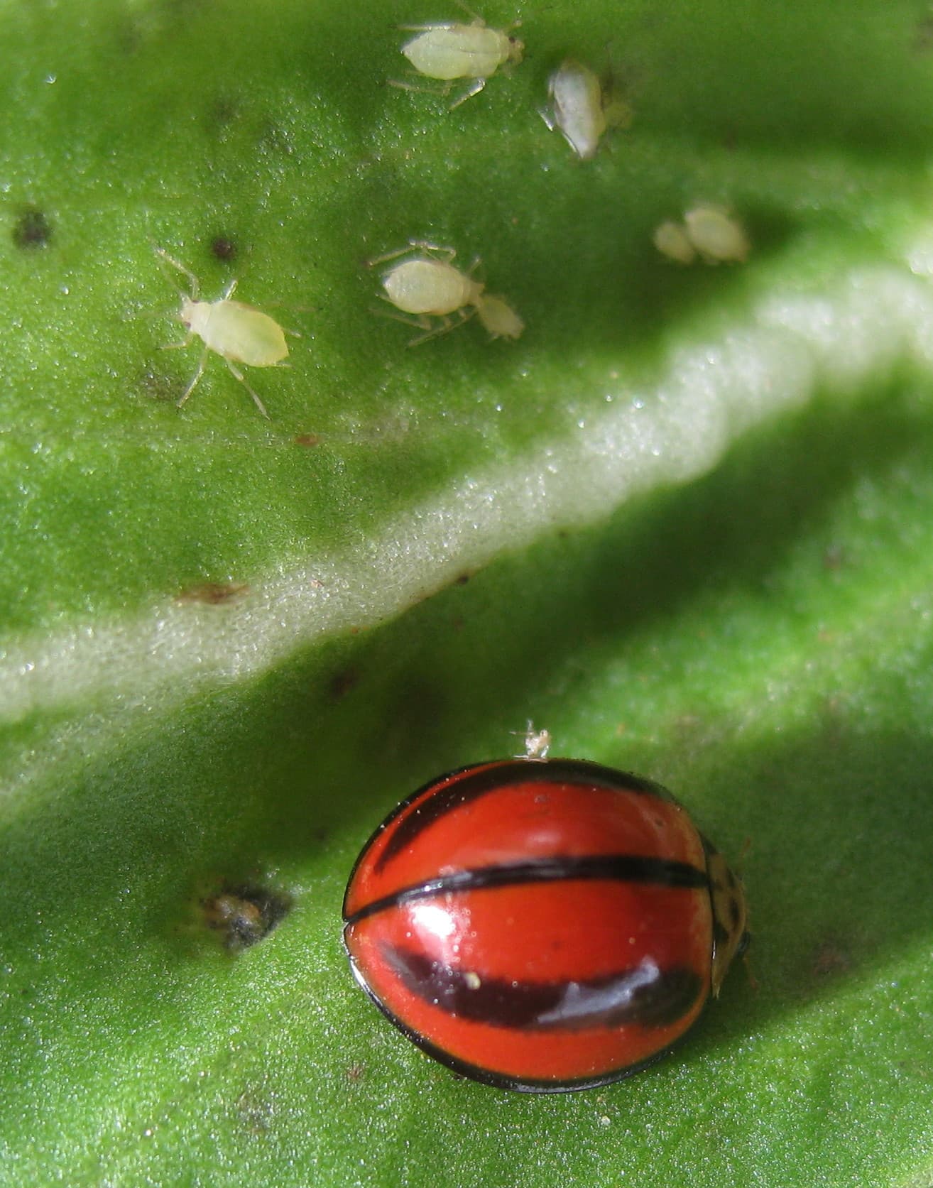 Trixoqramma yumurta parazitoidi