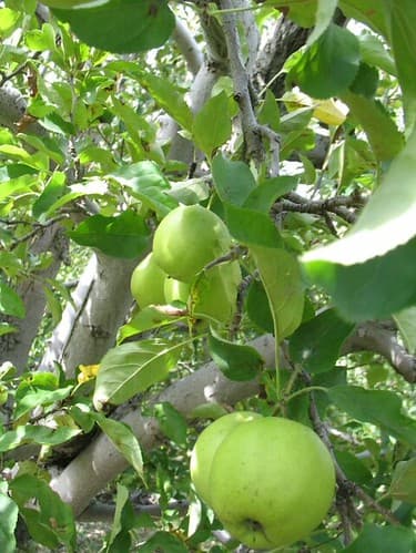Golden alma, soyuducu anbardan, 40 ton