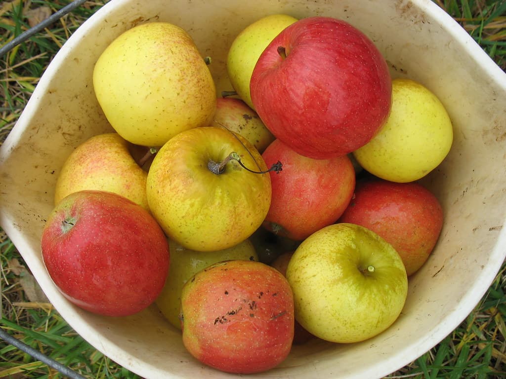 Alma (Golden) — topdan, ixrac kalibri