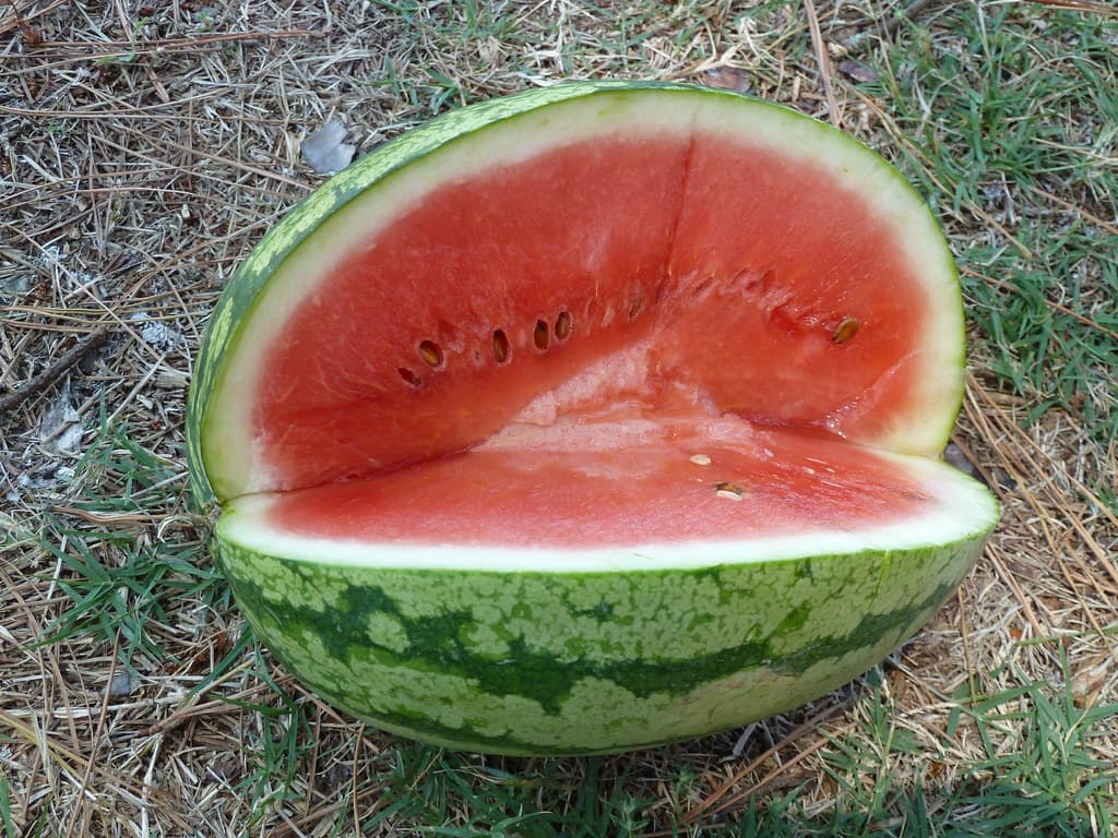 Skorik qarpızı, Gəncə topdan bazarı — 20 ton