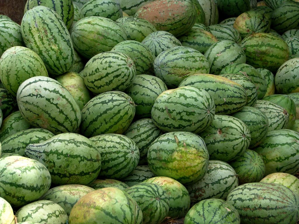 Ağdaş qarpızı, sahədən maşınla — 60 ton
