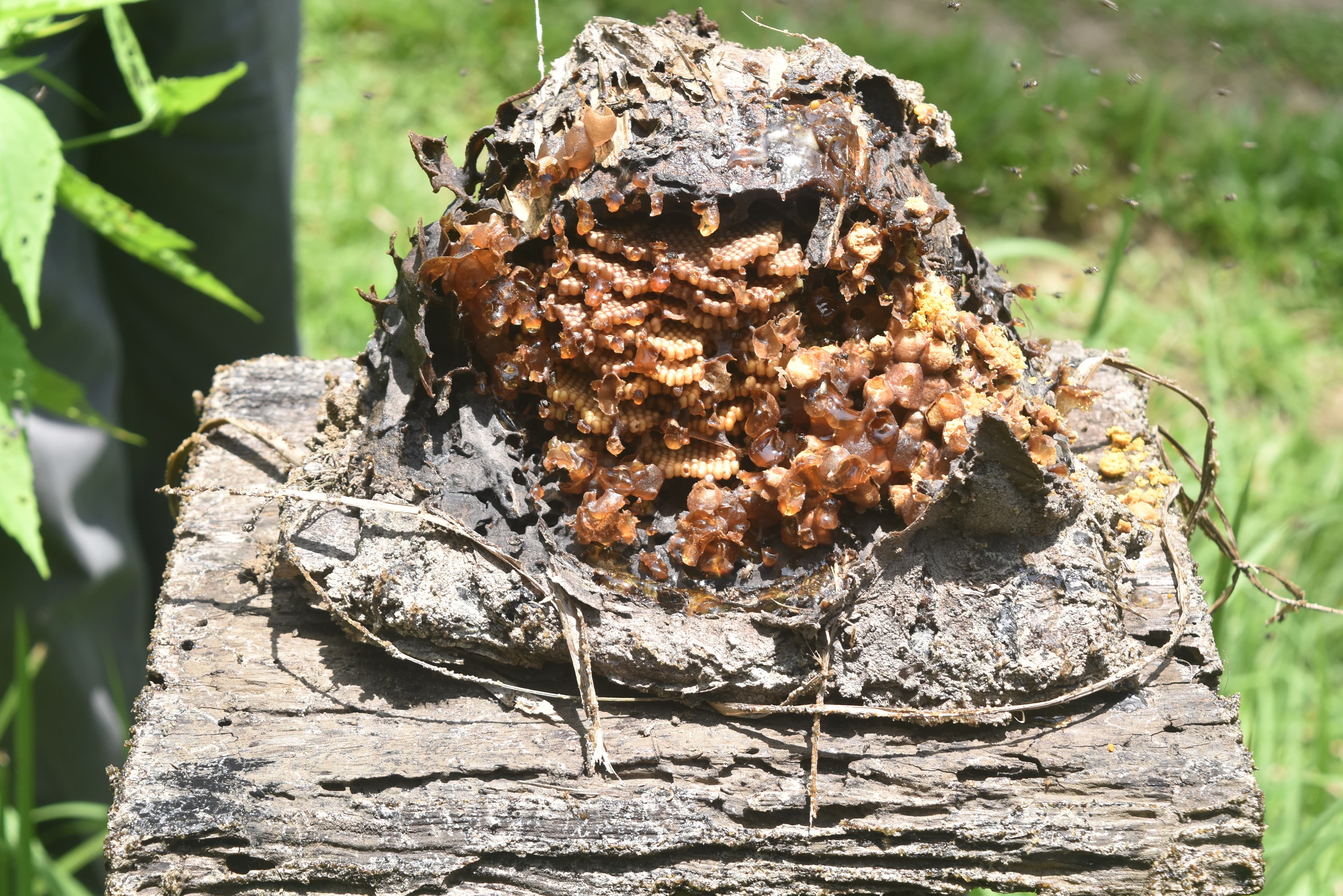 Propolis və arı mumu