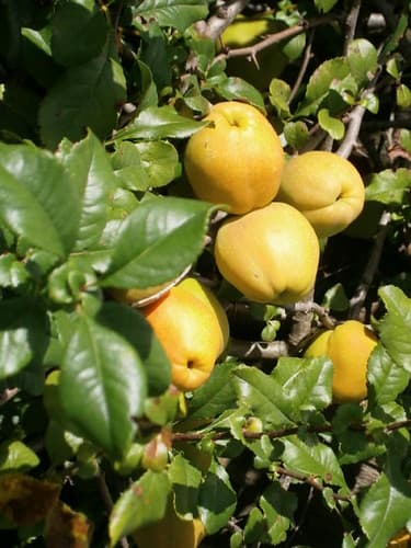 Portuqal heyvası, Qaraməryəm bağı — 3 ton