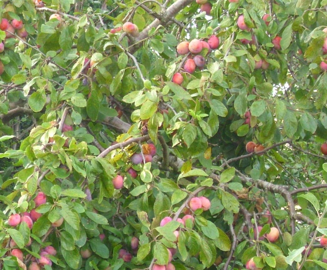 Stenli gavalı, Şəki — qurutmaya da yararlı