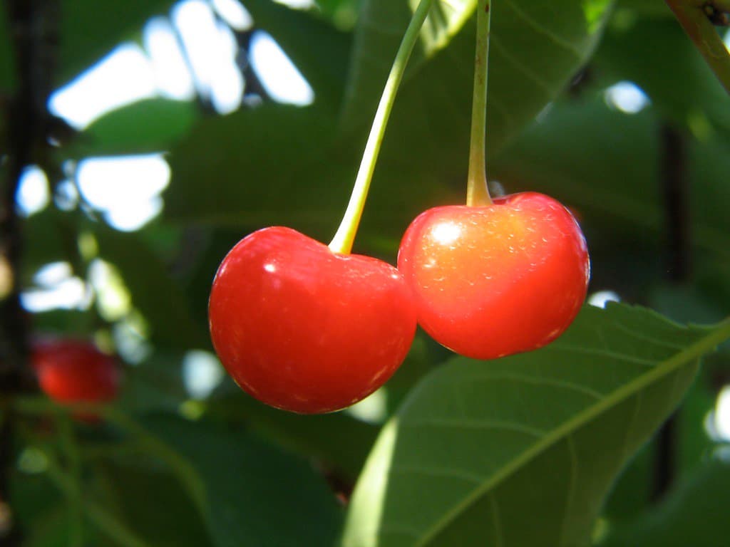 Albalı, Lyubskaya — mürəbbə və kompot üçün