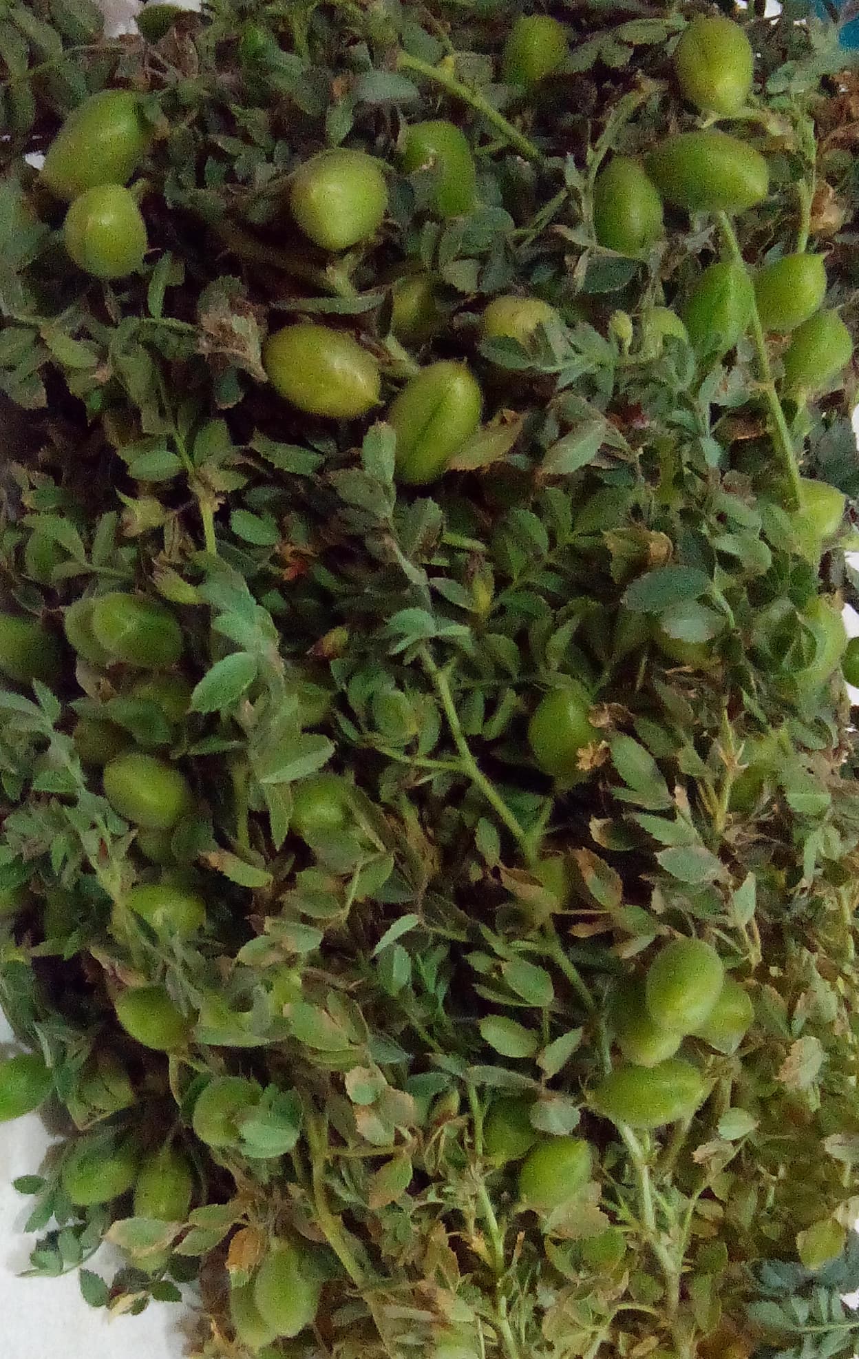 Noxud, yerli, 25 kq kisədə — Gəncə Aqro Market