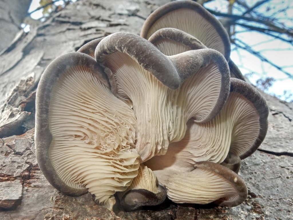 Şampinyon göbələyi, Abşeron fermasından — hər gün təzə