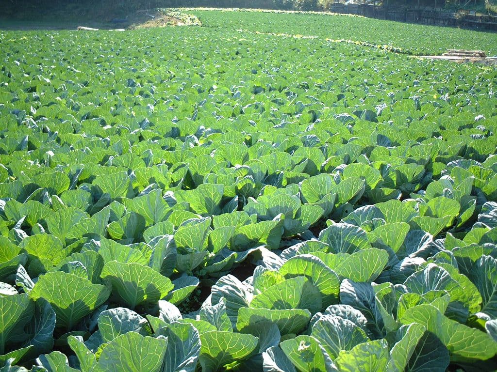 Ağ kələm, payız yığımı